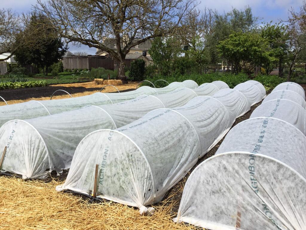 Row covers are an easy solution to this early spring weather situation, and also allow us to plant warm season vegetables early before the frost season is over. (KATE FREY)