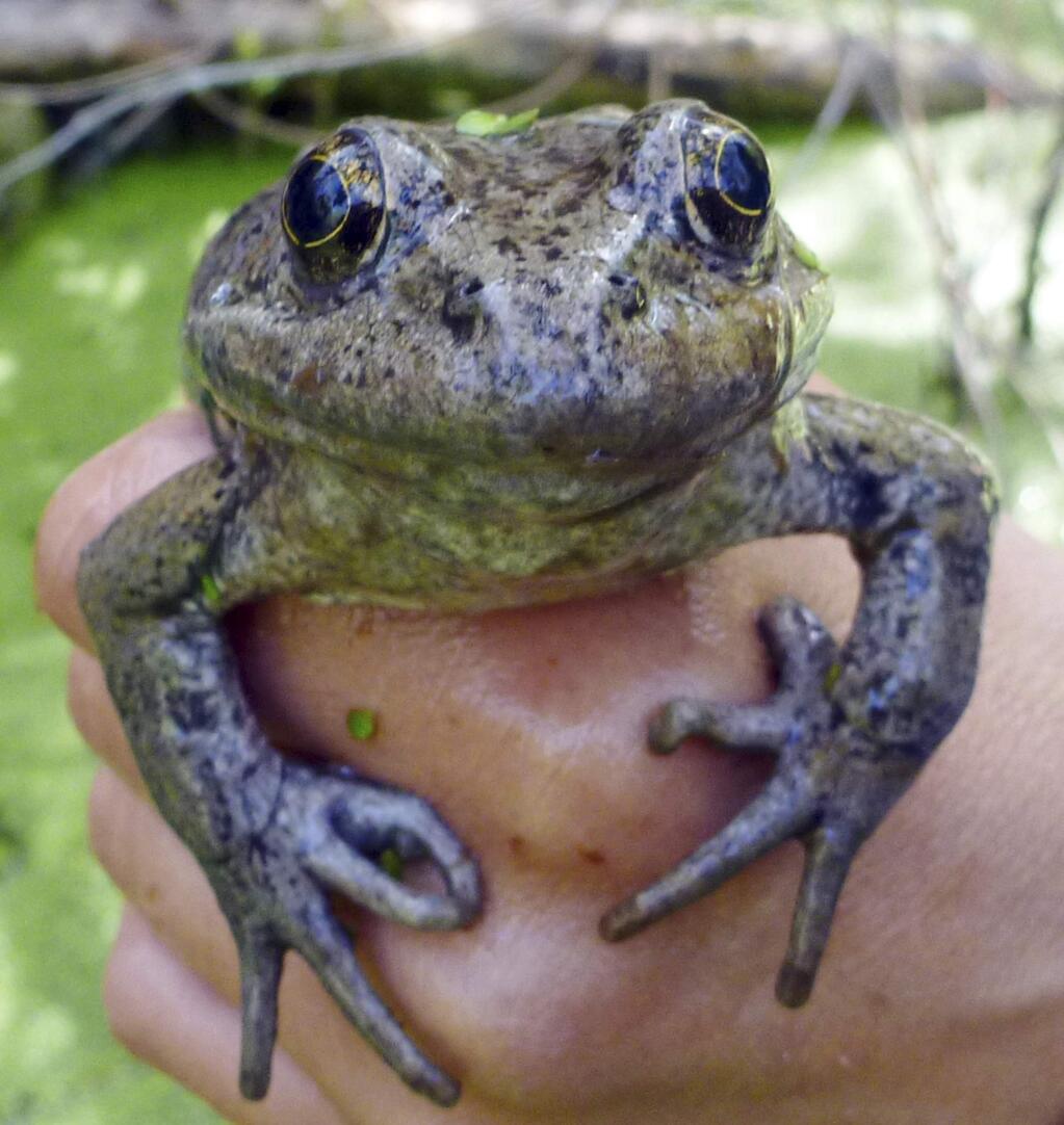 This March 20, 2017 photo from the National Park Service shows a California red-legged frog (Rana draytonii), found in the Santa Monica Mountains near Los Angeles. The discovery involving the rare frog has researchers hopping for joy. The NPS says egg masses from the frog were found last week in a stream in the mountains adjacent to the Los Angeles metropolitan area. It's evidence that the endangered species is reproducing. (National Park Service via AP)
