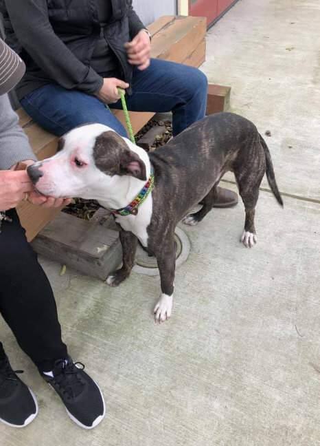 The pit bull rescued from the top of Petaluma's Burdell Building on Sunday, Feb. 24, 2019. (NORTH BAY ANIMAL SERVICES/ FACEBOOK)