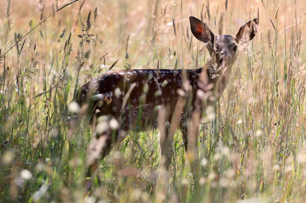 A black-tailed fawn watches its surroundings in the Trione-Annadel State Park in Santa Rosa, Monday, June 18, 2018. (Kent Porter / The Press Democrat) 2018