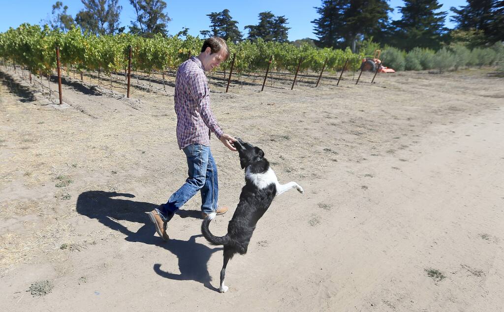 Nate Belden and his dog Friday take a walk through their Sonoma Mountain vineyard, Monday Sept. 15, 2014. Opposition has arisen by area residents, to Belden's plans to operate a winery and creamery on the 55 acre ranch, citing the damage to the rural feel of the neighborhood and the increased traffic on the narrow mountainous road. (Kent Porter / Press Democrat) 2014