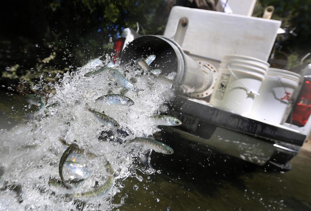 2,000 coho salmonids are released at the Russian River in Monte Rio, Thursday April 30, 2015. The fish were partially raised at Westminster Woods in a large tub, with water from Dutch Bill Creek in order to imprint the fish with native water. (Kent Porter / Press Democrat)