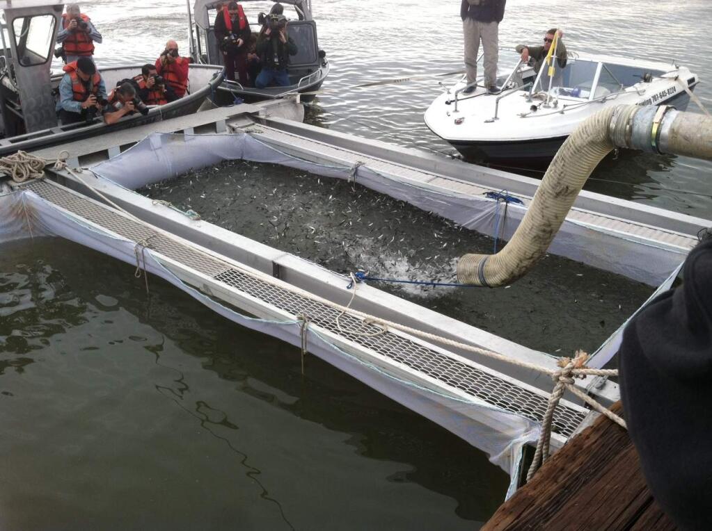 March 2014 use of net pen in Sacramento River in Rio Vista. (Courtesy of Allison Coats and the Golden Gate Salmon Association)