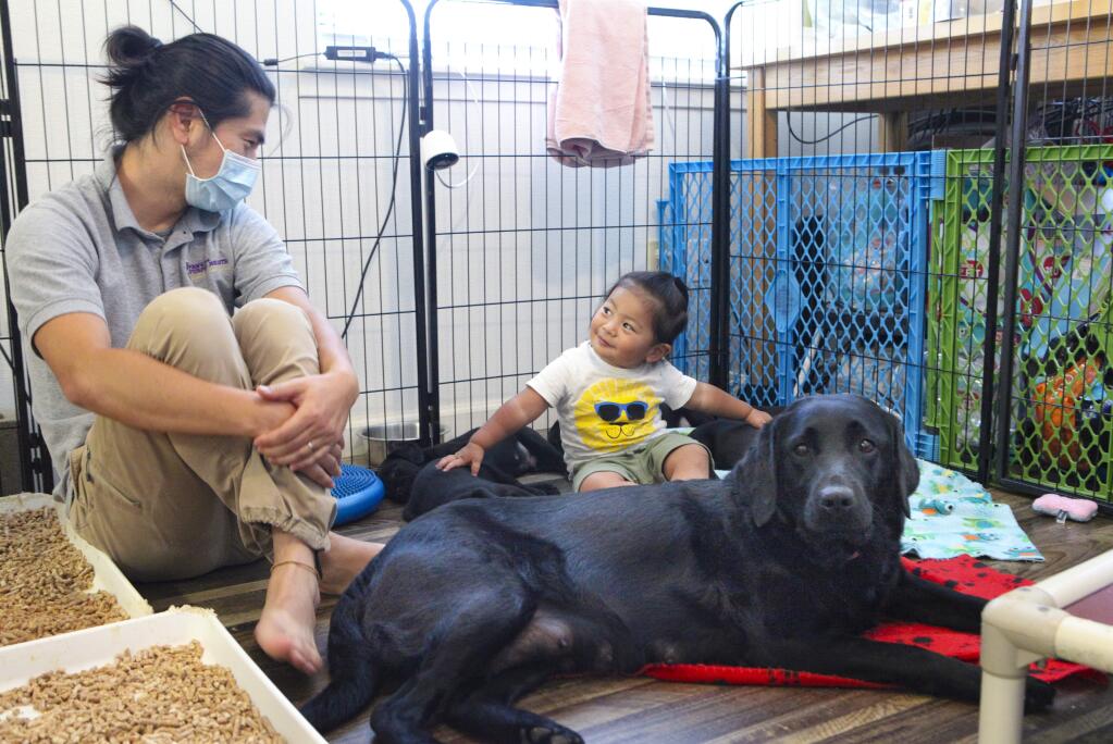 Petaluma, CA, USA, Tuesday, June 02, 2020._At the new campus of the Bergin University of Canine Studies in Penngrove, Shinya Kawasaki, the Breeding & Puppy Education Manager sits with his son, Zen, 19 months in a puppy pen with the mama dog, also named Zen.(CRISSY PASCUAL/ARGUS-COURIER STAFF)