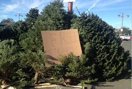 Free Christmas trees available.
