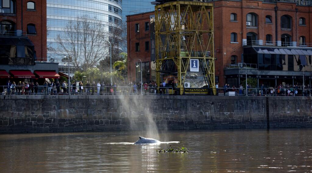 People watch a lost whale in Puerto Madero, Buenos Aires, Argentina, Monday, Aug. 3, 2015. Authorities have not identified what kind of whale it is, and it was unclear how they would get it back to the ocean. News of it quickly spread on social media and the news, prompting hundreds to line up along the port area to catch a glimpse. (AP Photo/Natacha Pisarenko)