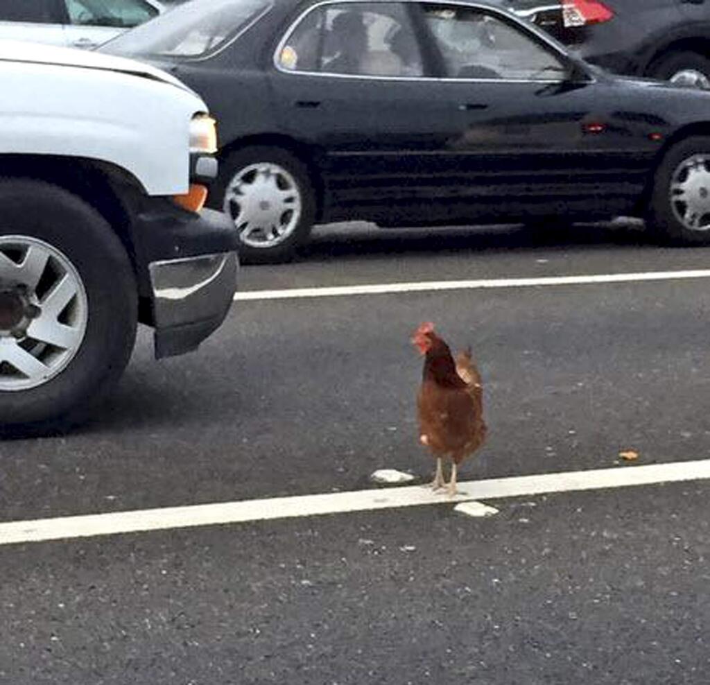 In this Wednesday, Sept. 2, 2015 photo, a brown chicken runs across the road through the lanes of a toll plaza on the Bay Bridge in San Francisco. California Highway Patrol officers managed to capture the felonious chicken that fouled up rush-hour traffic on the bridge. (Jeff Chu via AP) MANDATORY CREDIT