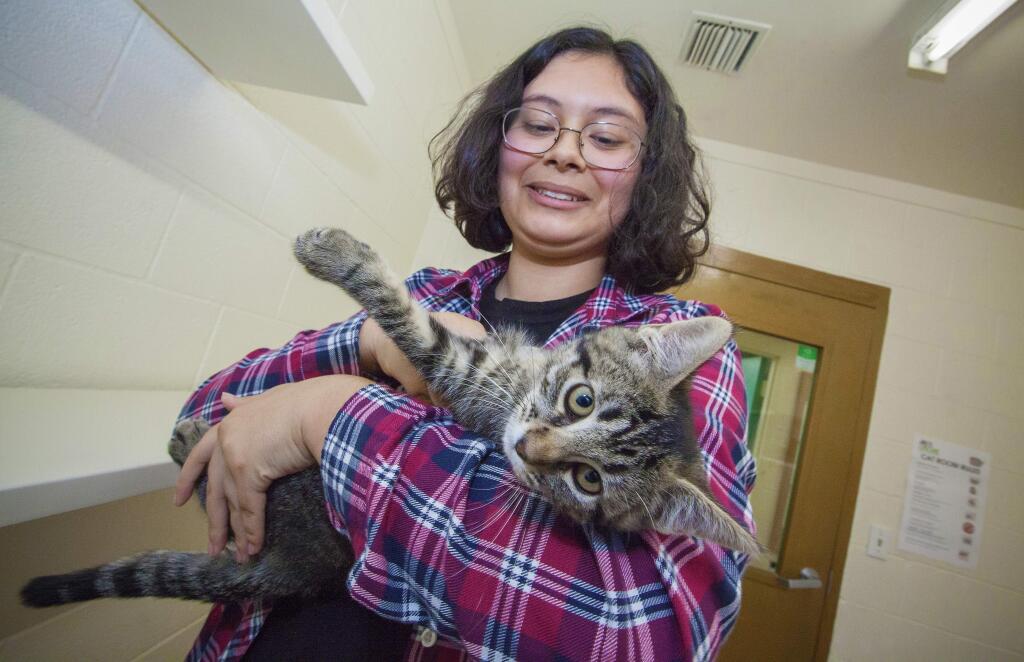 Thirteen-year-old Kolbe Anderson's volunteer job at Pets Lifeline is socializing the adoptable cats and kittens, familiarizing them with the human touch and presence. (Photos by Robbi Pengelly/Index-Tribune)