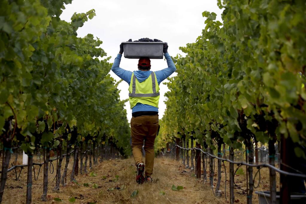 Jesus Alfredo, part of a Martinelli crew, harvests pinot grapes at Zio Tony Ranch in Sebastopol on Thursday, August 30, 2018. (Beth Schlanker/ The Press Democrat)