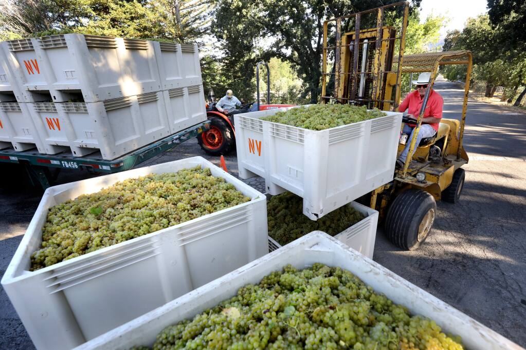 Will Ivancovich, owner of 2 Brothers Vineyards, moves a bin of chardonnay grapes during harvest at his vineyard in Kenwood on Tuesday, September 17, 2019. (BETH SCHLANKER/ The Press Democrat)
