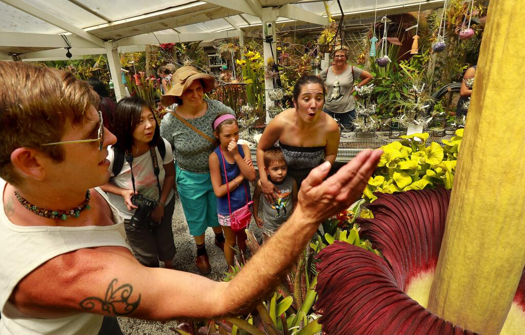 California Carnivores co-owner Damon Collingsworth wafts the scent of rotting seafood for guest visiting his Corpse Flower (Amorphophallus titanum) which has bloomed for the first time in 10 years. (John Burgess/The Press Democrat)