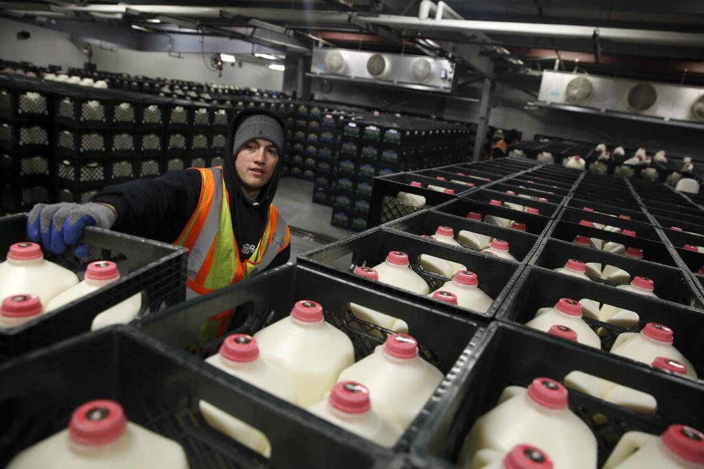 Ian Friend moves crates of milk at the Clover Stornetta Farms bottling distribution plant on Thursday, August 27, 2015 in Petaluma, California . (BETH SCHLANKER/ The Press Democrat)