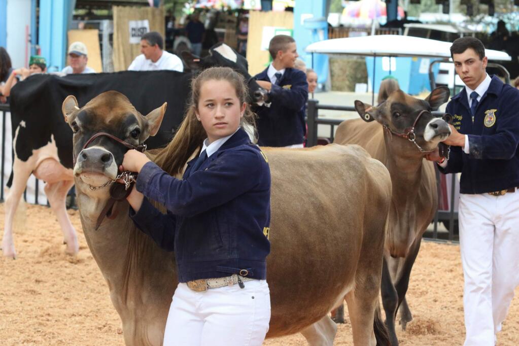 Carly Olufs, 16 of Petaluma, with Lucy during the Junior Dairy Showmanship competition in the Jamison Ring at the Sonoma County Fair in Santa Rosa on Tuesday August 4, 2015. (SCOTT MANCHESTER/ARGUS-COURIER STAFF)