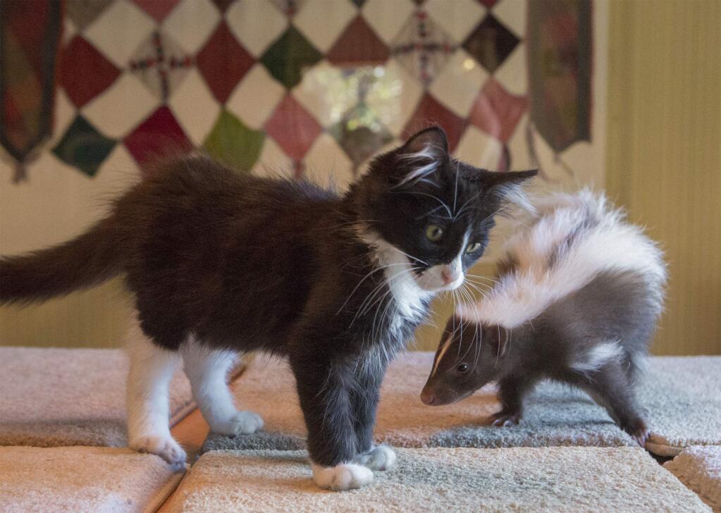 Classified, an 11-week-old female skunk, has her own kitten playmate named Extra Extra. Lynette Lyon, of Lyon Ranch, adopted the skunk and kitten, who have become inseparable. (Photo by Robbi Pengelly/Index-Tribune)