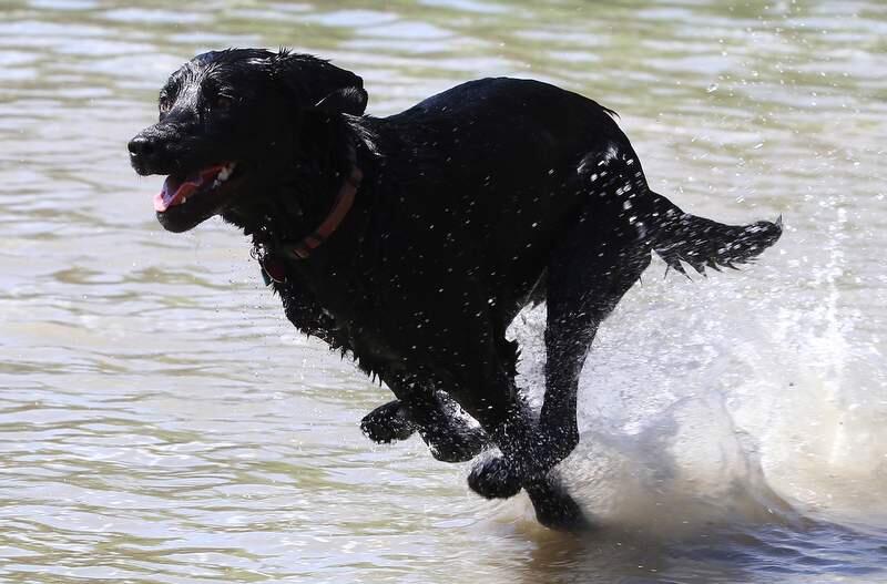Maggie flies through the air while chasing a ball into the water during Spring Lake Park's Water Bark in 2012. (The Press Democrat file)