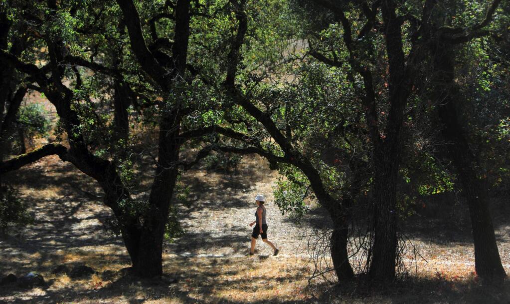 A hiker uses Paulin Creek Preserve in Santa Rosa, Thursday, Sept. 13, 2018 part of an 82-acre site near Chanate Road in which a Superior Court ruling voided the sale of the property by Sonoma County to developer Bill Gallaher, upending the largest single proposed housing project in Santa Rosa. (Kent Porter / Press Democrat) 2018