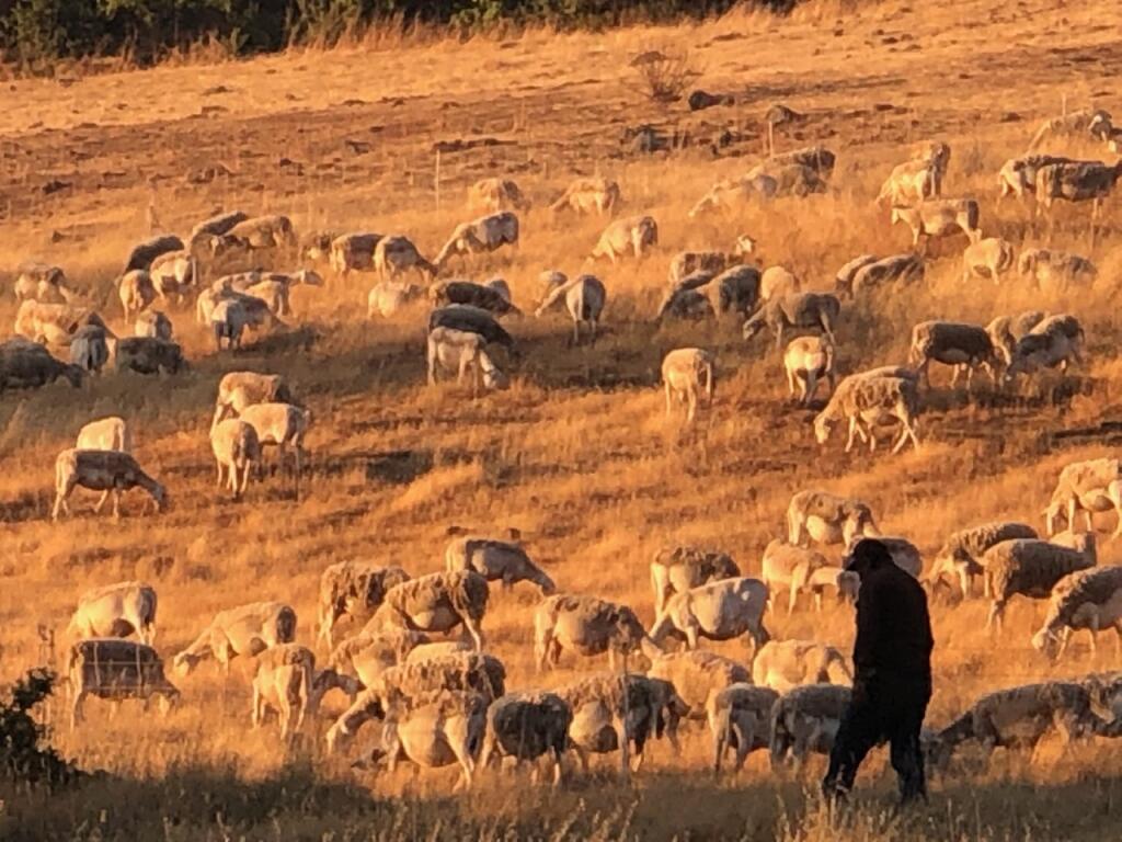 Among the grazing obstacles, a new law would requires business owners like Living Systems Land Management of Coalinga to pay their herders for working around the clock. (Susan Wood / North Bay Business Journal) June 2021
