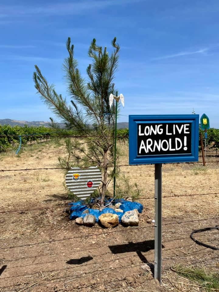 The new Arnold the Tree, now behind a vineyard fence on Arnold Drive. (Facebook)