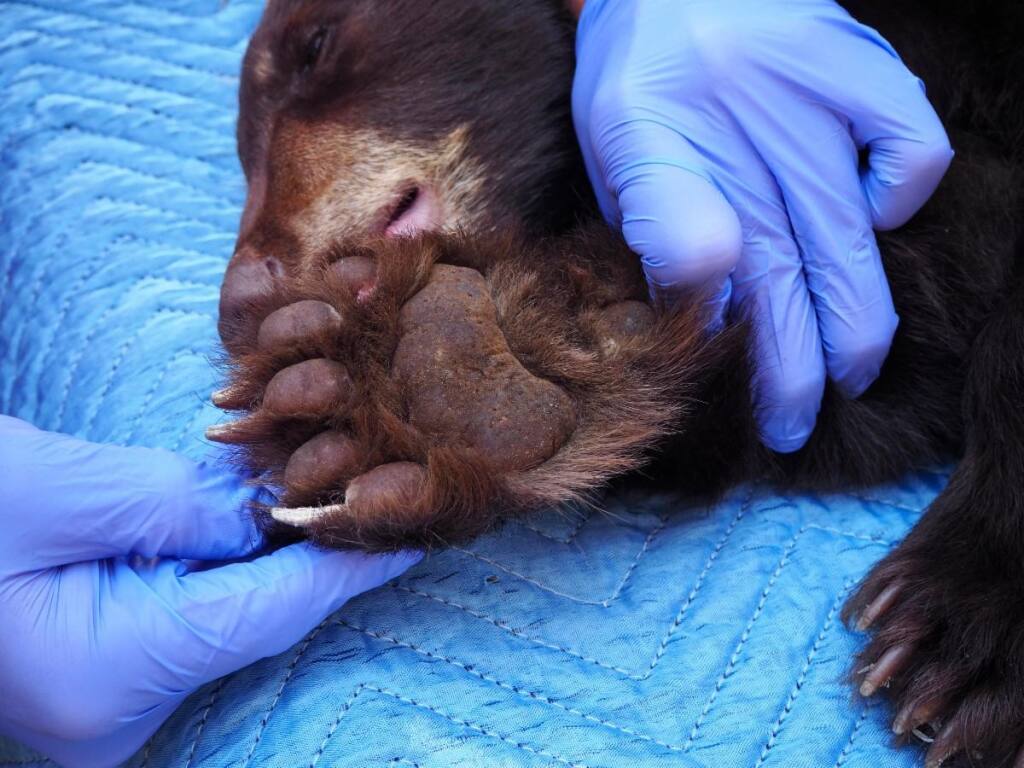 A black bear cub’s paw during a recent medical evaluation at Sonoma County Wildlife Rescue in south Sonoma County. The wildlife rescue, 403 Meacham Road, northwest of Petaluma, has quietly hosted a pair of cubs orphaned in Siskiyou County during the Caldor fire, seeking to limit human contact with the animals. (COURTESY OF SONOMA COUNTY WILDLIFE RESCUE)