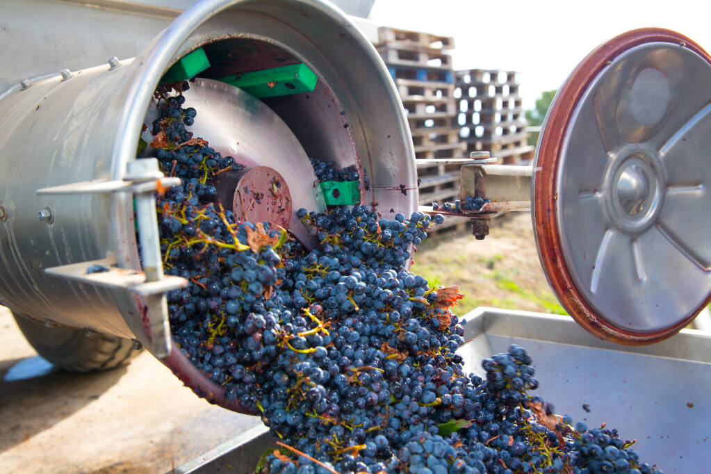 Cabernet sauvignon wine grapes in a destemmer machine (Lunamarina / Shutterstock)