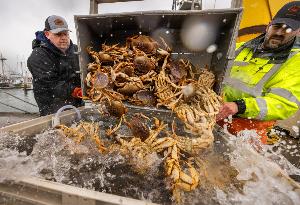 Richie Franceschi, left, and John Sheirbeck unload crabs from the first day of the season at the Spud Point Marina dock Friday, January 19, 2024 in Bodega Bay. Francesci, 75, has been working on boats and on the dock for the past 55 years. (Photo by John Burgess/The Press Democrat)