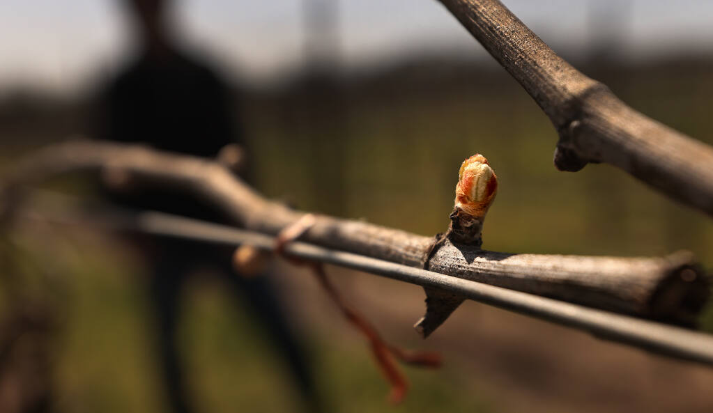 Right on time, bud break is underway in a Balletto vineyard off Guerneville Road, as a Robert Young clone 17 chardonnay vine pops from its winter slumber, Thursday, March 16, 2023 in Santa Rosa. (Kent Porter / The Press Democrat) 2023