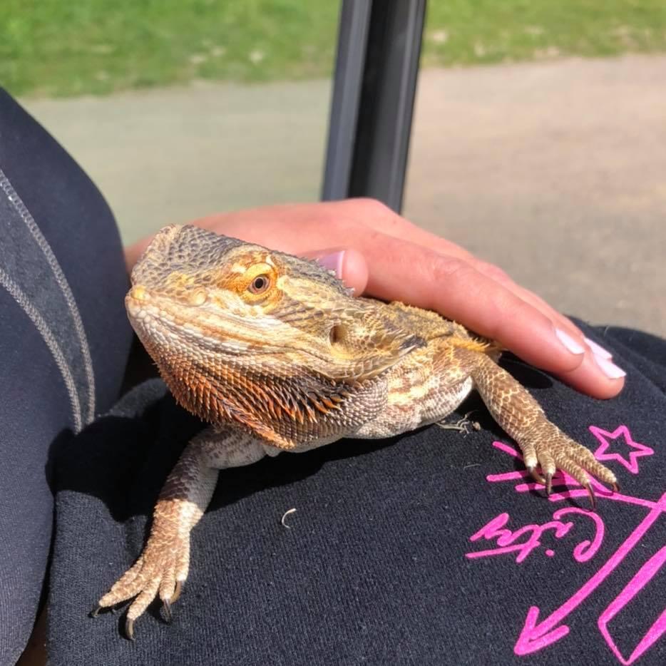 This bearded dragon was rescued from Taylor Mountain on Sunday, March 21, 2021. (Sonoma County Sheriff’s Office/Facebook)