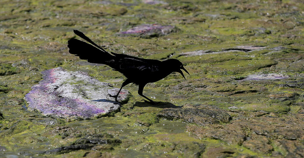 A blackbird walks on top of an algal bloom on Clear Lake as it flutters its neck and opens its beak to stay cool, Friday, July 29, 2022, in the 105-degree-heat. (Kent Porter / The Press Democrat)