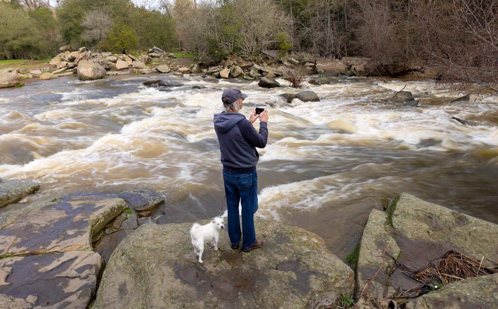 Paul Braun and his dog Dory stopped on their walk to take a video at Flat Rock at the confluence of Santa Rosa Creek and Brush Creek, Monday, Jan. 9, 2023. After a series of serious storms, Braun said “It’s been a few years since I’ve seen it like this.” (John Burgess/The Press Democrat)