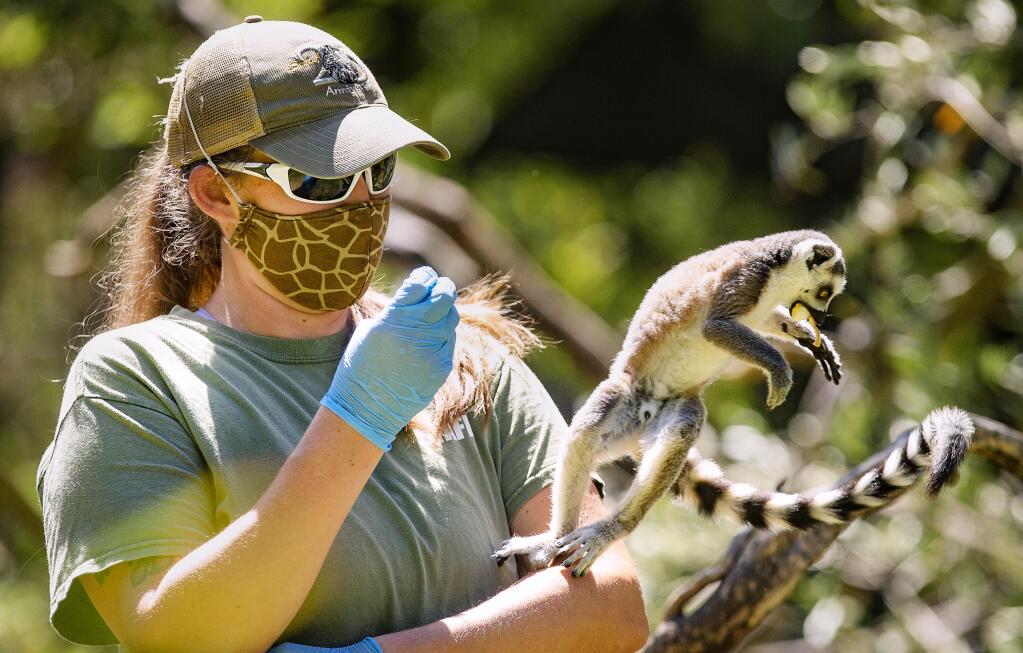 Safari West keeper Nikki Smith feeds a pair of new baby ring-tailed lemurs along with their mother on Friday. Safari West received $1.2 million through the federal Paycheck Protection Program to help retain the 150 employees during the shelter-in-place order. (Photo by John Burgess / The Press Democrat)