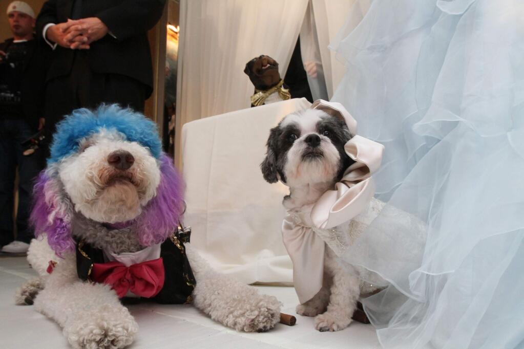 FILE - Chilly Pasternak, a poodle from Richmond, Va., left, and Baby Hope Diamond, a Coton de Tulear from New York, right, sit together after their 'wedding' Thursday July 12, 2012 in New York. Doggy nuptials are gaining attention as Valentines Day approaches and people are finding new and unique ways to pamper their pets. (AP Photo/Tina Fineberg.File)