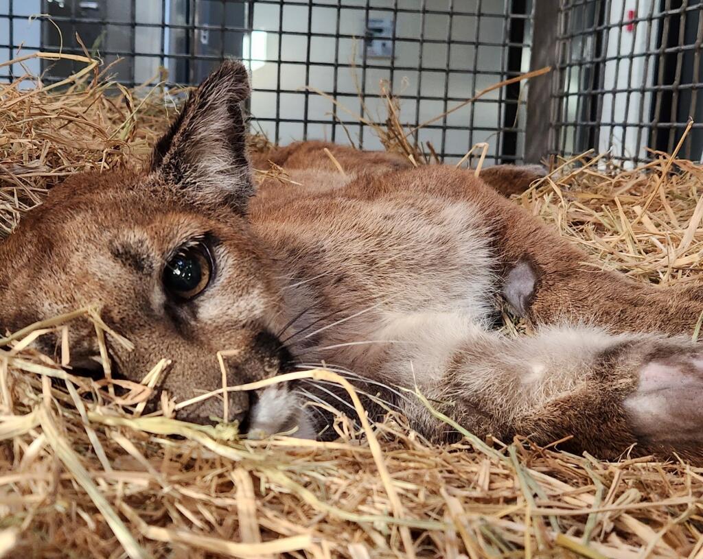 A sick, injured mountain lion that was captured by the California Department of Fish and Wildlife and brought to the Oakland Zoo on Monday, Oct. 3, 2022, was humanely euthanized Friday after not responding to treatment, according to the zoo. (Oakland Zoo/Twitter)