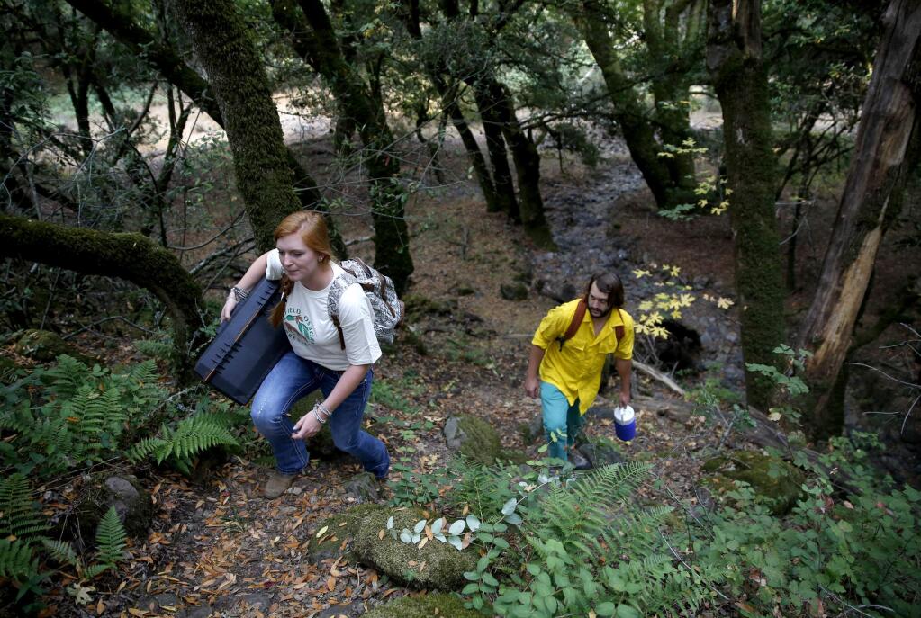Sonoma State students Maya Hoholick and Jeff Johnson hike to complete water quality testing in Kelly Pond on the Fairfield Osborn Preserve in Penngrove on Wednesday, Aug. 6, 2014. (BETH SCHLANKER / The Press Democrat)
