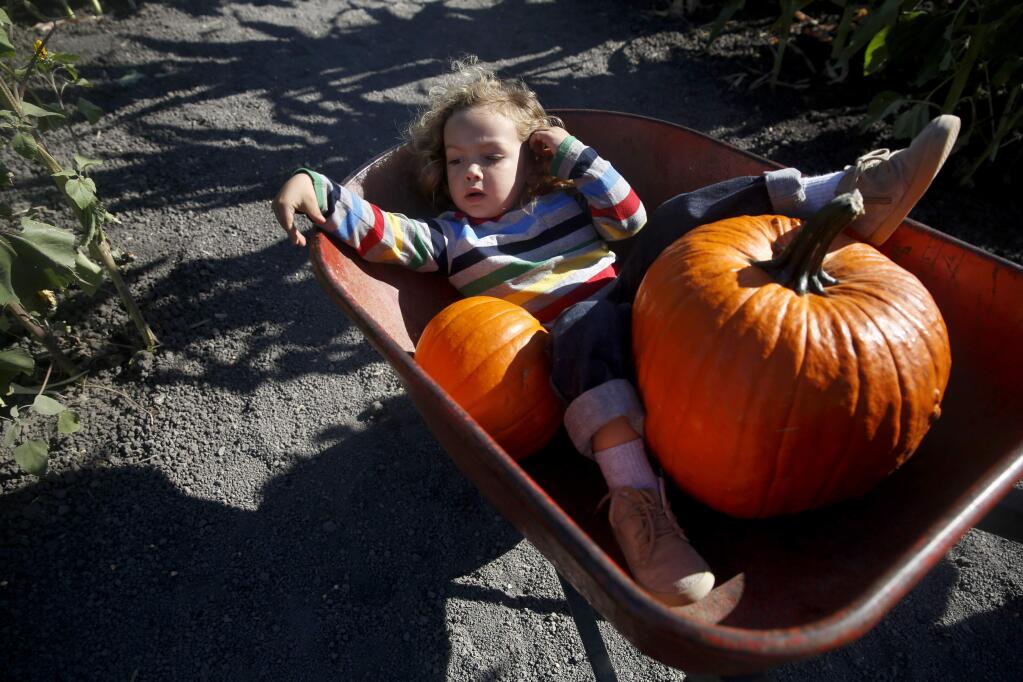 Ben Willard, 2, relaxes in a wheelbarrow during a family outing to at the Petaluma Pumpkin Patch on Monday, October 10, 2016 in Petaluma, California . (BETH SCHLANKER/ The Press Democrat)