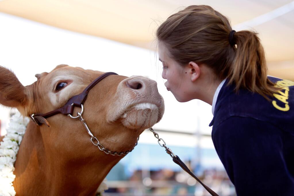 Francesca Pharo kisses her grand champion Chianina steer Caillou before she takes him into the beef auction at the Sonoma County Fair in Santa Rosa, California, on Friday, August 10, 2018. (Alvin Jornada / The Press Democrat)