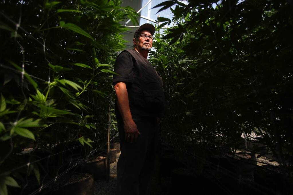 Larry Schaeffer is the operations manager at Cherry Kola farm, where medicinal marijuana is grown, in a rural area outside of Penngrove. Schaeffer is in the process of seeking permits to move some cannabis production operations into an industrial area of Santa Rosa. (Christopher Chung/ The Press Democrat)