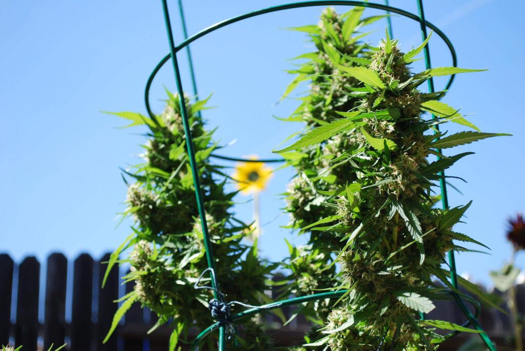 Learn how to grow cannabis legally in your backyard.