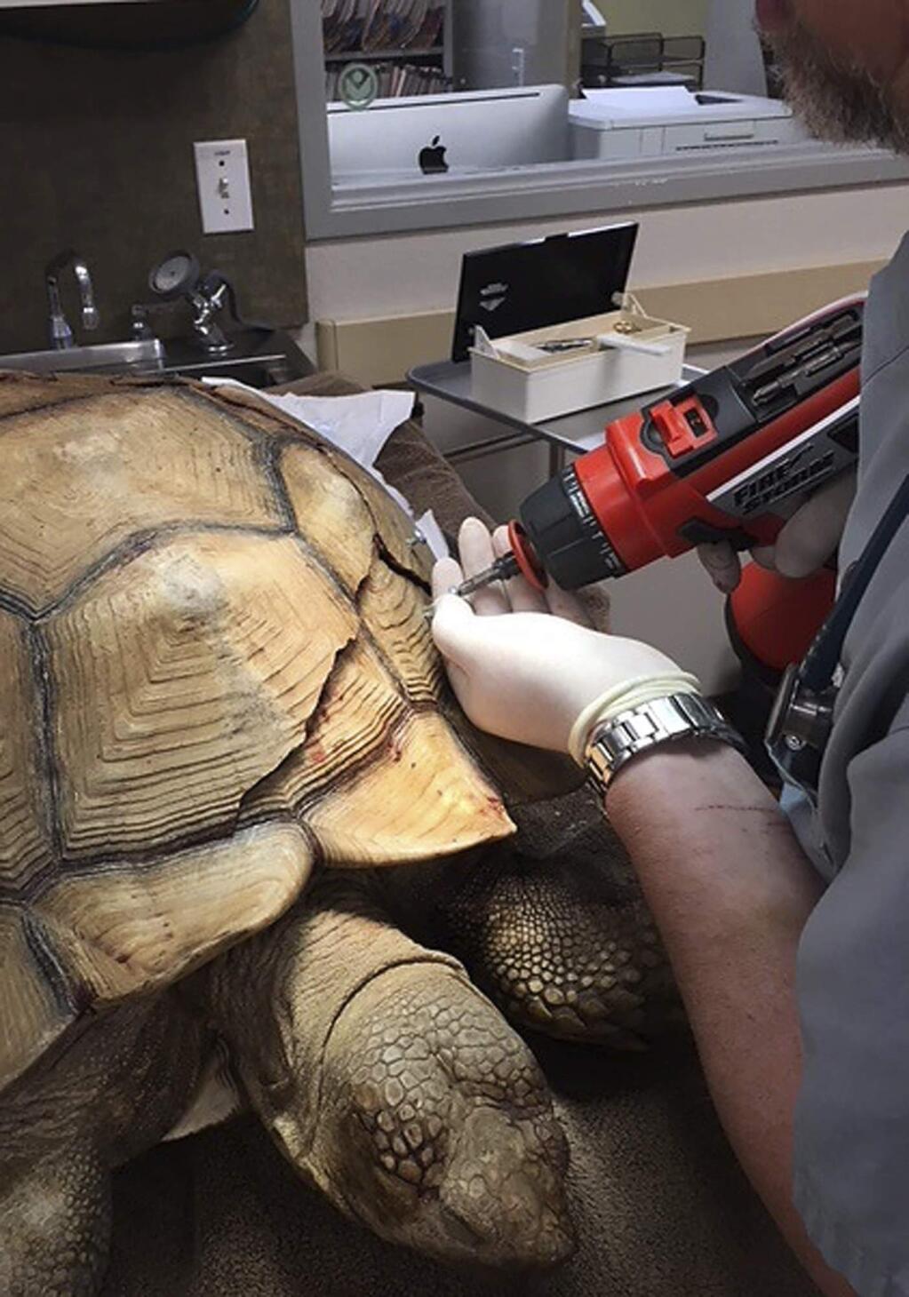 In this Tuesday, April 17, 2018, photo, a veterinarian works on a wayward tortoise that cracked its shell after falling off a 10-foot wall in San Diego County. The tortoise is recovering after vets used screws, zip ties and denture material to repair it. County Animal Services Director Dan DeSousa says the male 90-pound African spurred tortoise probably was a pet that got loose from a yard. (San Diego County Department of Animal Services via AP)