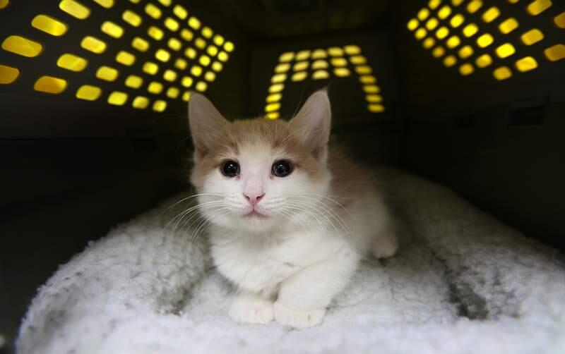 A cat wakes up in her crate after spaying surgery at Forgotten Felines of Sonoma County. (Press Democrat file)