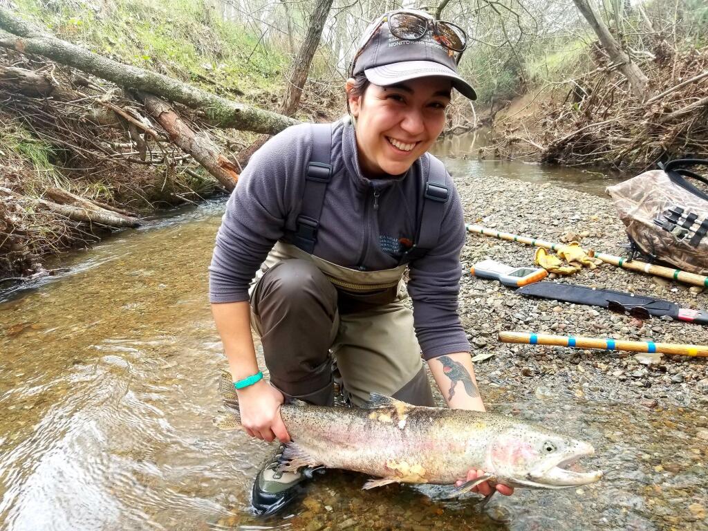 A volunteer with California Sea Grant, which works closely with Sonoma Water, catches a coho salmon for counting during its monitoring program. Photo courtesy California Sea Grant.