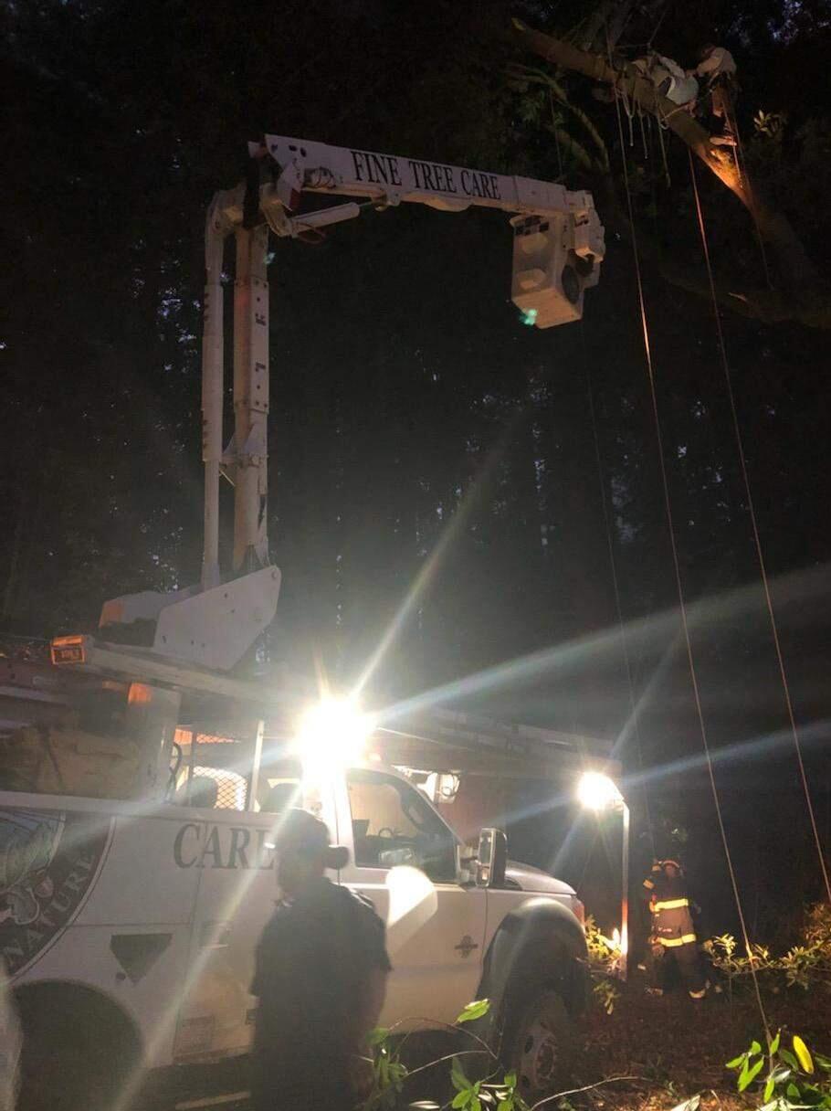 A worker was rescued from a tree on Barnett Valley Road near Sebastopol on Monday, Oct. 14, 2019. (GOLD RIDGE FIRE PROTECTION DISTRICT)