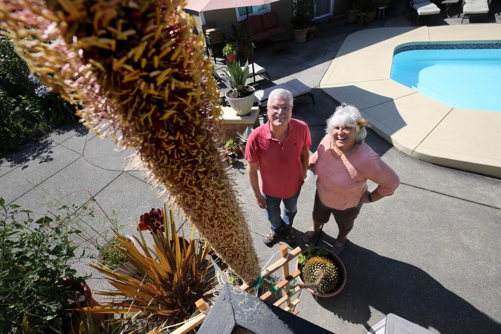 Geoff and Wendy Hicks stand in their backyard next to a blooming Queen Victoria Regina Agave in Cotati on Thursday, August 1, 2019. (BETH SCHLANKER/ The Press Democrat)