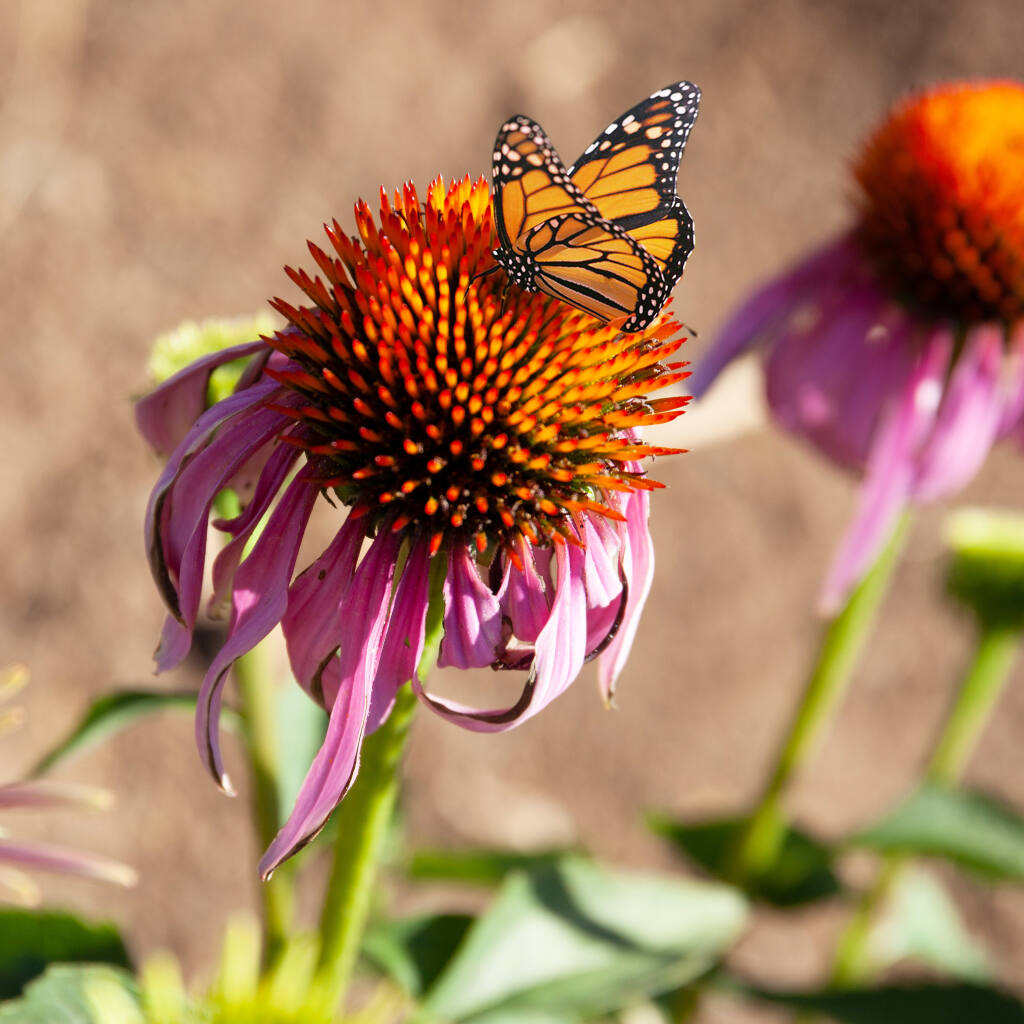 Jordan Vineyard & Winery was named 2022 Monarch Sustainer of the Year by Pollinator Partnership, the world’s largest nonprofit dedicated to the protection and conservation of vital pollinators. (Sunday Hendrickson)
