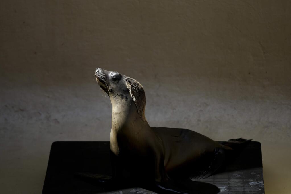 FILE - In this March 10, 2015 file photo, a rescued sea lion catches a glimpse of sunlight in a holding area at SeaWorld's Animal Rescue Center Tuesday in San Diego. (AP Photo/Gregory Bull)