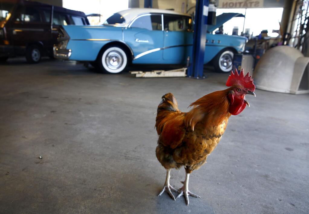 Randy the Rooster crows at his home at A Downtown Automotive in Cotati, on Wednesday, October 5, 2016. (BETH SCHLANKER/ The Press Democrat)
