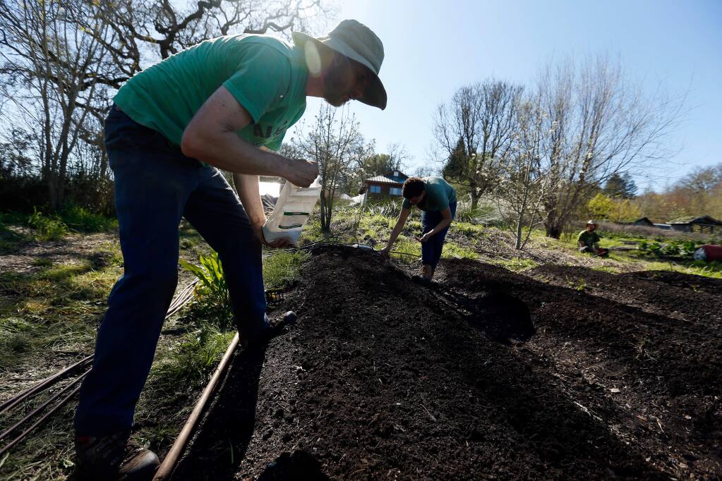 John Cheatwood, left, and Olivia Turnross plant spinach seeds in compost furrows they just formed at Singing Frogs Farm, a no-till ecological farm in Sebastopol, California on Wednesday, March 16, 2016. (Alvin Jornada / The Press Democrat)