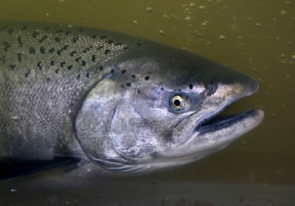 A Chinook salmon swims through the Sonoma County Water Agency's fish ladder in Forestville, on Wednesday, November 2, 2016. (BETH SCHLANKER/ The Press Democrat)