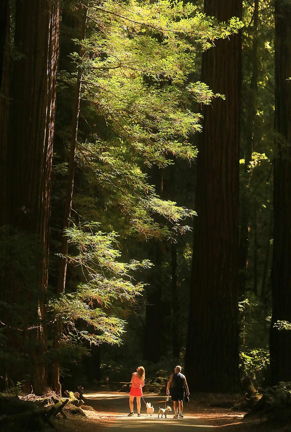 Sunlight filters through redwoods at Armstrong Redwoods State Natural Reserve in Guerneville, Tuesday Sept. 13, 2016. (Kent Porter / The Press Democrat) 2016