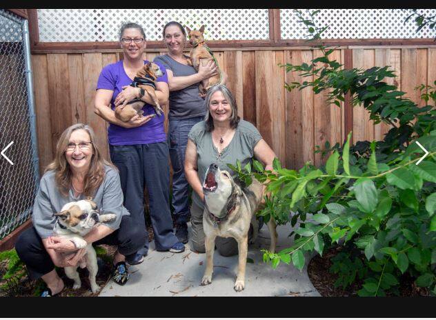 From left, Nancy King, executive director; Denise Asavo, shelter manager; Shoshana Brown, assistant shelter manager; and Laurinda Charvat, dog behaviorist, at the Pets Lifeline facility of Sonoma on Wednesday, July 13, 2022. Pets Lifeline has received a $10,300 grant. (Robbi Pengelly/Index-Tribune)