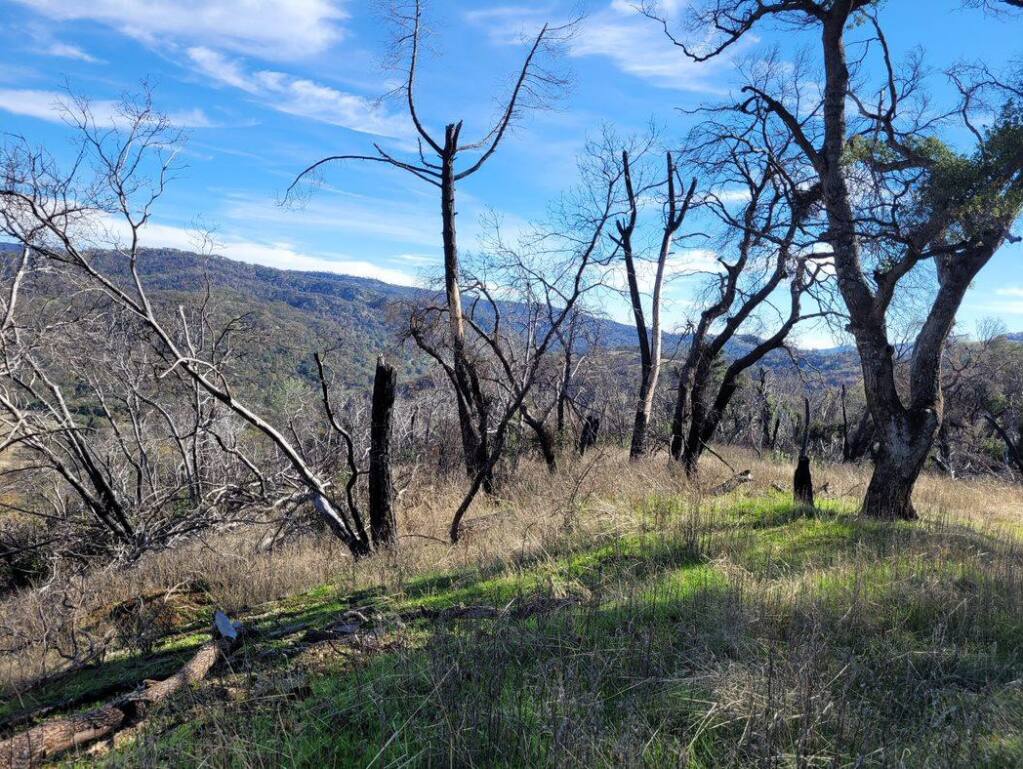 This view of the 2,300-acre Walt Ranch property in east Napa County taken by Ascent Environmental on Nov. 16, 2021, shows some of the trees that were burned in the 2020 Glass Fire. Over 1,100 acres of the property were hit by the 2017 Atlas and 2020 Hennessey fires, and 96,512 of the 236,203 trees on the entire property aren’t expected to survive. (courtesy of Napa County)
